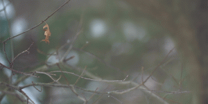 Leaf Cinemagraph