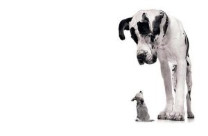 Big Dog Little Dog
