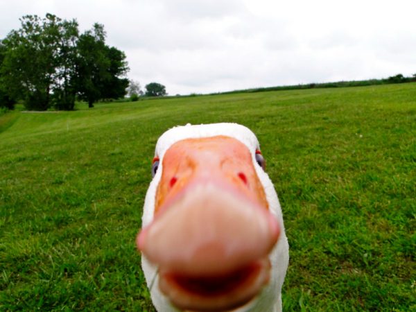 If It Looks Like a Duck and Quacks Like a Duck…A Look at Recent Social Media Fails