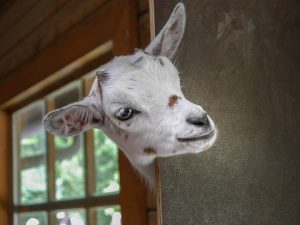 Baby Goat